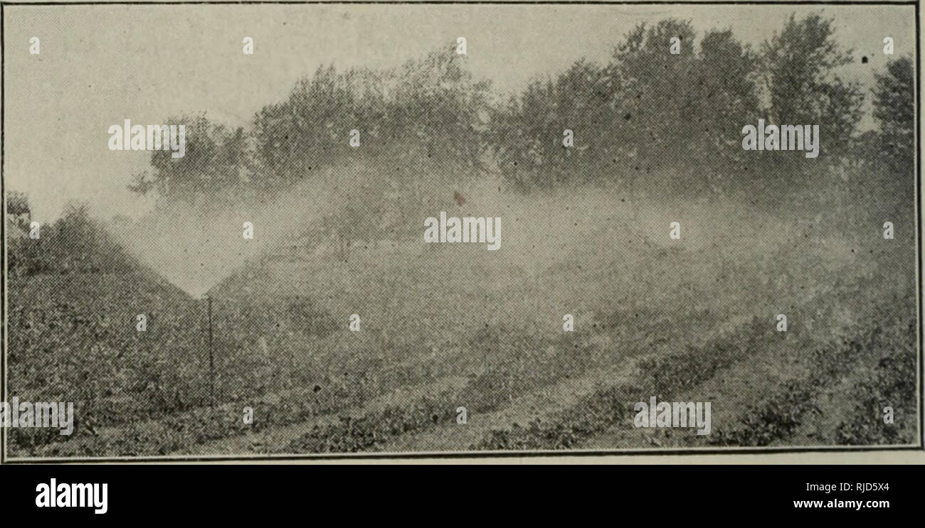 . La cultura di sedano; una pratica trattato dei principi coinvolti nella produzione di sedano per uso domestico e per il mercato, ivi compresa la selezione del suolo, la produzione di piante, la coltivazione, il controllo di insetti e malattie, di marketing e di usi. Il sedano. yO sedano cultura tubi circa 3 piedi alto ogni 16 o 18 piedi lungo la loro lunghezza. Nella parte superiore di ciascun montante è disposto un erogatore, noto come sprinkler a diluvio che si diffonda l'acqua molto uniformemente su tutta la sur- faccia tra i montanti. Questo sistema ha il suo dis- vantaggi ; è costoso per installare le linee di tubazione e montanti sono Foto Stock