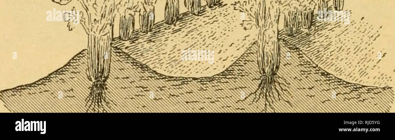 . Il sedano a scopo di lucro. Il sedano. [Dal vecchio catalogo]. 36 sedano per profitto. sulla sua disponibilità. Mescolando frequente del suolo aids le piante per entrare in possesso del loro cibo. Essa dà la vita per il suolo e le piante, promuove la parsimonia e il grande rigoglio. Lo stesso cul- tivation e trattamento generale richiesto per tutte le altre colture del giardino è necessario. Ritengo altamente del pianeta Jr. cavallo- hoe. Utilizzare la palette strette. Iniziare questa operazione un paio di giorni dopo che le piante sono piantate fuori. Andare avanti e indietro in ogni spazio e abbastanza vicino al lato destro fila ogni volta e quindi agitando il suolo vicino fino a piante. Ripetere oft Foto Stock