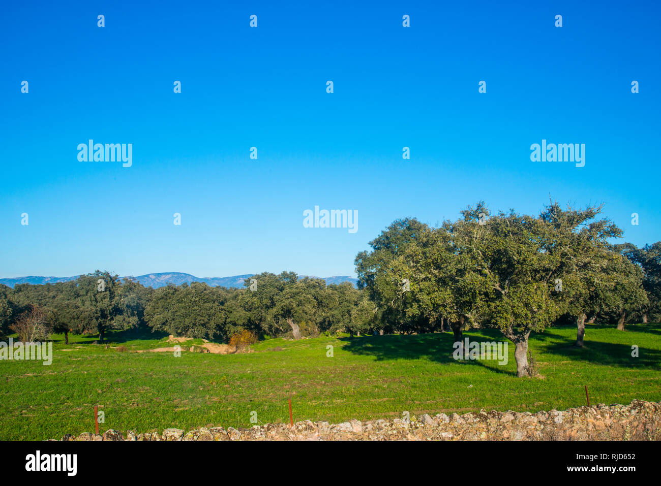 Prato. Los Pedroches valley, in provincia di Cordoba, Andalusia. Foto Stock