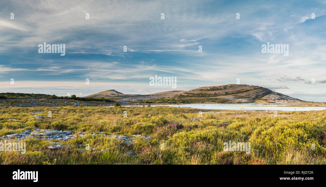 Guardando verso Mullaghmore Mountain, da Gortlecka, Burren, County Clare, Irlanda, con abbondante fioritura arbustiva cinquefoil in primo piano Foto Stock