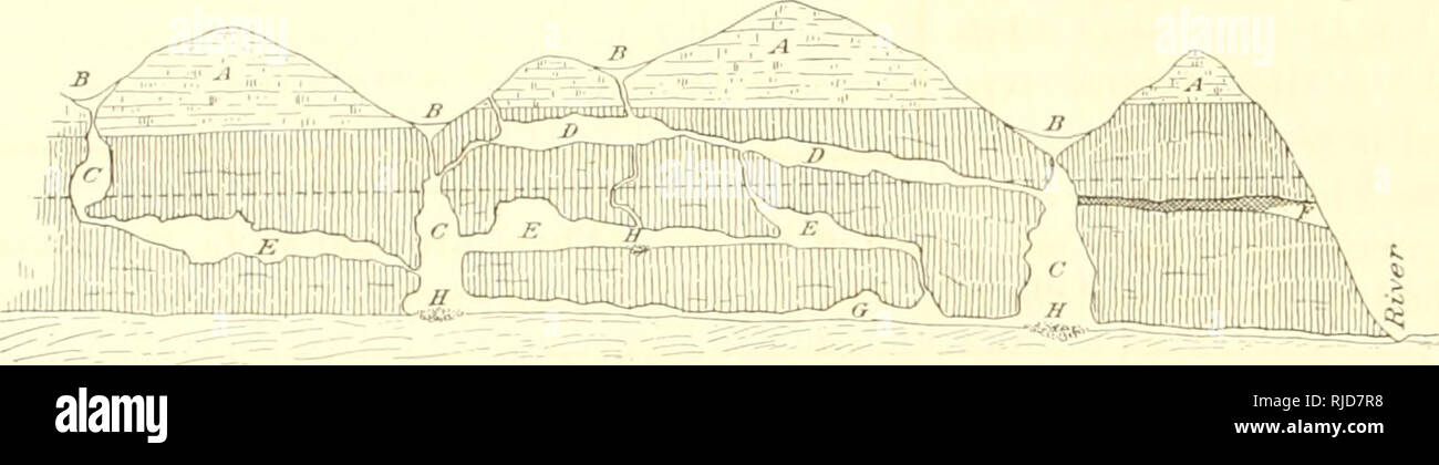 . Grotta di vertebrati di America; uno studio in evoluzione degenerativa. Animali cavernicoli; evoluzione. 192 vertebrati ciechi e i loro occhi. Cuba e di Indiana sembra dovuta alla differenza di spessore del suolo, che come detto è estremamente sottile in questa parte di Cuba. Nella manigua frecjuent fessure o pozzi stretti portano giù per le acque sotterranee. Vi sono infine le cosiddette "grotte" che portano anche verso le acque sotterranee. Come affermato sopra, le grotte a Alacranes sono sostanzialmente della stessa natura di quelli della Carboneria. Ci sono molti di questi. Ho visitato tre, ma ottenere Foto Stock