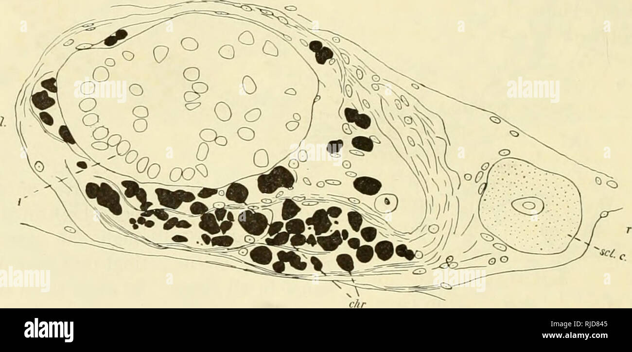 . Grotta di vertebrati di America; uno studio in evoluzione degenerativa. Animali cavernicoli; Heteropygii. 140 vertebrati ciechi e i loro occhi. geneous, vescicolare, nucleo ellissoidale situato in prossimità della estremità esterna della cella. Questo nucleo è radicalmente diverso per forma e costituzione dalla stessa struttura in Chologaster. Esso macchie ma debolmente e quindi in modo omogeneo. Appena entro il nucleo vi è una ben definita di massa del pigmento densa formando un tappo sopra il lato interno del nucleo e a volte di ferire la rotondità del suo contorno interno. Questa massa di pigmento ha evidentemente la sua controparte in Chol Foto Stock