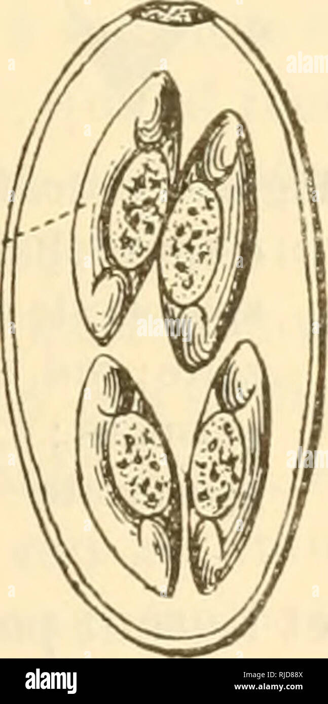 . Causeries scientifiques. Zoologia -- società, etc; Zoologia -- Francia. Nous exposerons succinctement la marche gÃ©nÃ©rale de l'Ã©rivoluzione des Coccidies d'aprÃ¨s les osservazioni de Simond sur Coccidium cuniculi, tout en signalant les faits importanti qui pourraient nous Ãªtre offerts par d'autres espÃ¨ces. Infestazione.â su trouve communÃ©ment, dans les canaux biliaires du Lapin, des kystes ovoÃ¯des mesurant d'abord 36 [x sur 18, puis atteignant une dimension de 43 un sur 22. Ces kystes sont entiÃ¨rement remplis d'onu proto granuleux plasma (fig. 3, A), qui bientÃ't se contracte Ã deux ha ridiscusso Foto Stock