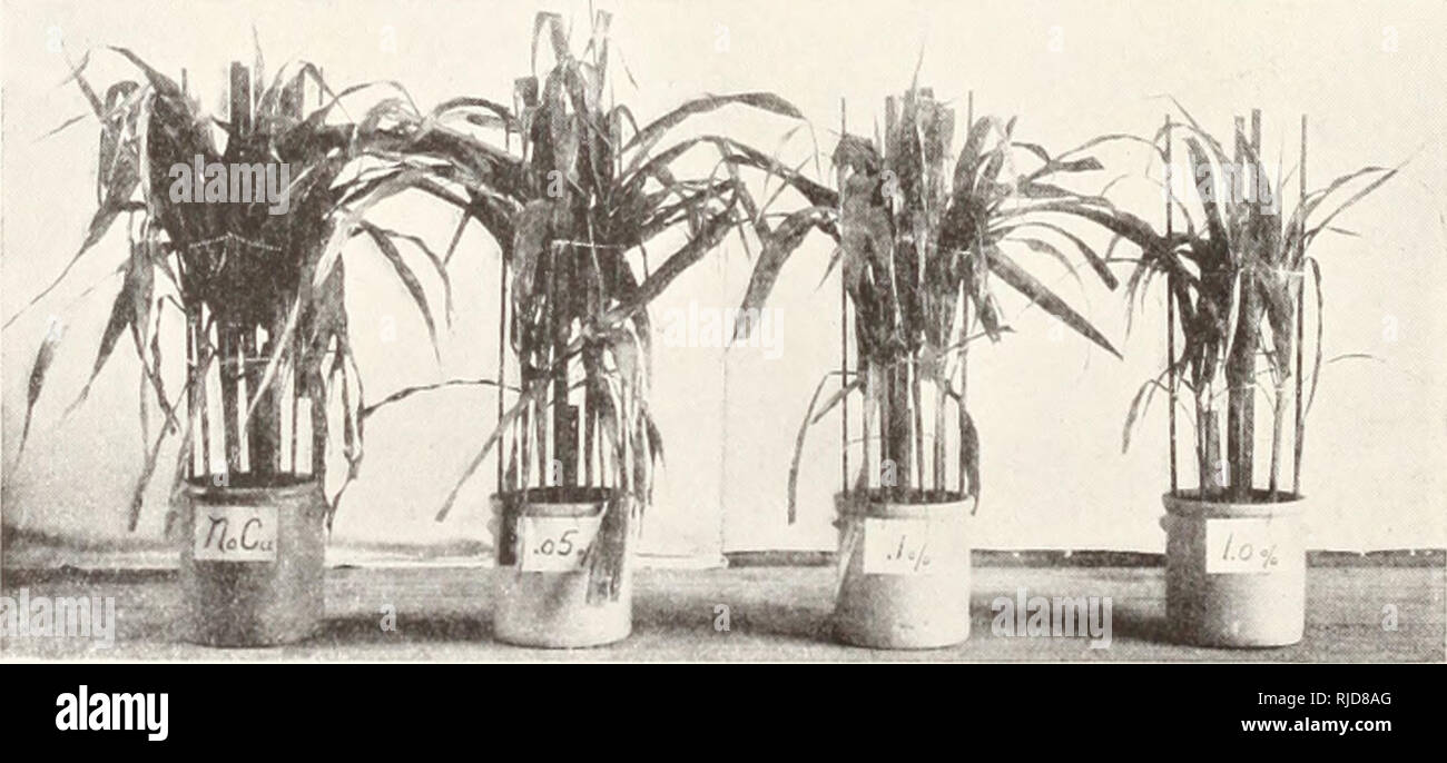 . Taluni effetti sotto irrigazione di composti di rame su colture. Piante; Soluzioni in rame, effetto fisiologico del. 43(5 Università della California Pubblicazioni in scienze agricole [Vol. 1 tabella XXI Serie Chrysocolla (1908) Campione cultura appaiono- Cu anee e nel suolo, altezza per cento di piante di materia secca, grammi Cu trovati, grammi Cu p.p.m. in un No. tops radici 4003 normale controllo mais* 32 a. 25,60 10,00 .00025 4003c guancia di Granoturco 6.46 .00012 19.00 4004 Corn .05 33 23.50 .00026 11.00 4004c Corn .05 6.70 .00062 93.00 effetti tossici iniziano a circa .08% Cu nel suolo. Nana 11 ml.", mais .10 30 in Foto Stock