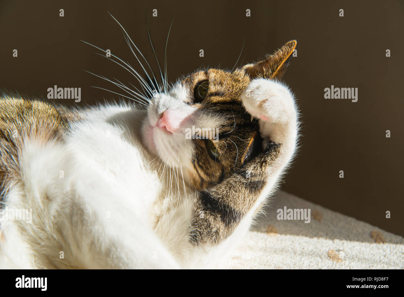 Tabby e white cat pulizia di se stesso. Foto Stock