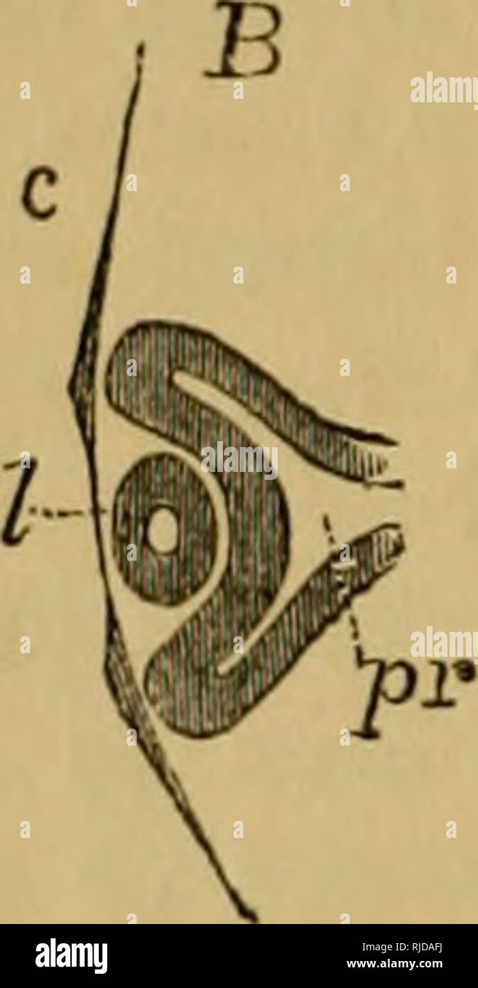 . Il gatto; una introduzione allo studio della backboned animali, particolarmente mammiferi. Gatti; anatomia di confronto. . Si prega di notare che queste immagini vengono estratte dalla pagina sottoposta a scansione di immagini che possono essere state migliorate digitalmente per la leggibilità - Colorazione e aspetto di queste illustrazioni potrebbero non perfettamente assomigliano al lavoro originale. Mivart, San Giorgio Jackson, 1827-1900. Londra, Murray Foto Stock