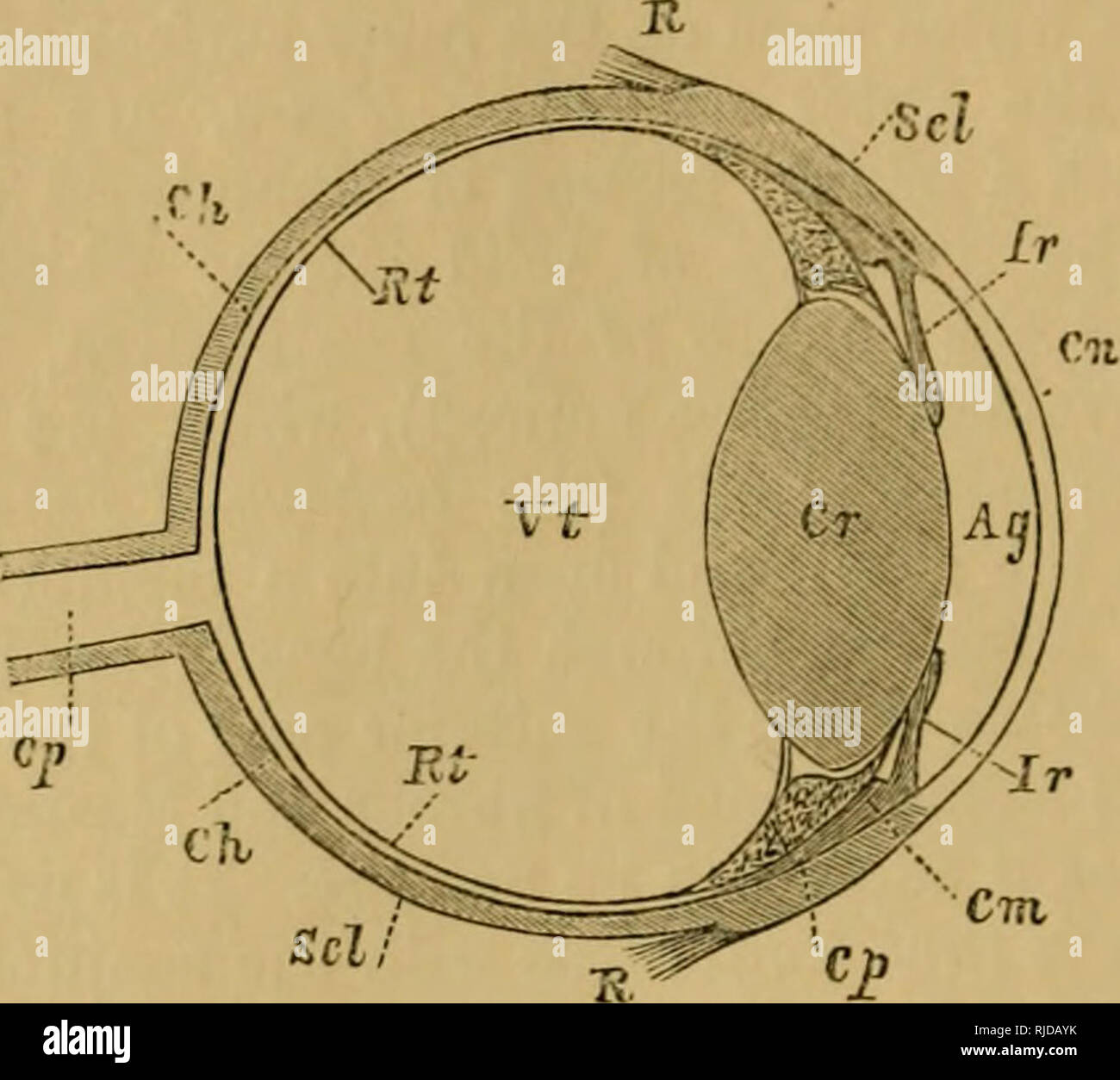 . Il gatto; una introduzione allo studio della backboned animali, particolarmente mammiferi. Gatti; anatomia di confronto. 290 Il gatto. [Cap. IX sul lato interno di tlie antcro-asse posteriore del tho  eyeball.^ la guaina membranosa di tutto il nervo diventa continuo -^ith la sclerotica, come fanno anche gli investimenti dei vari fasci di fibre nervose di cui tutto il nervo ottico è composto. Su questo conto della parte della sclerotica dove le fibre inserite è chiamato himina cribrom. Ci sono un paio di vasi sanguigni in sclerotica, specialmente- vicino al margine della cornea. La cornea (o t.r.a. Foto Stock