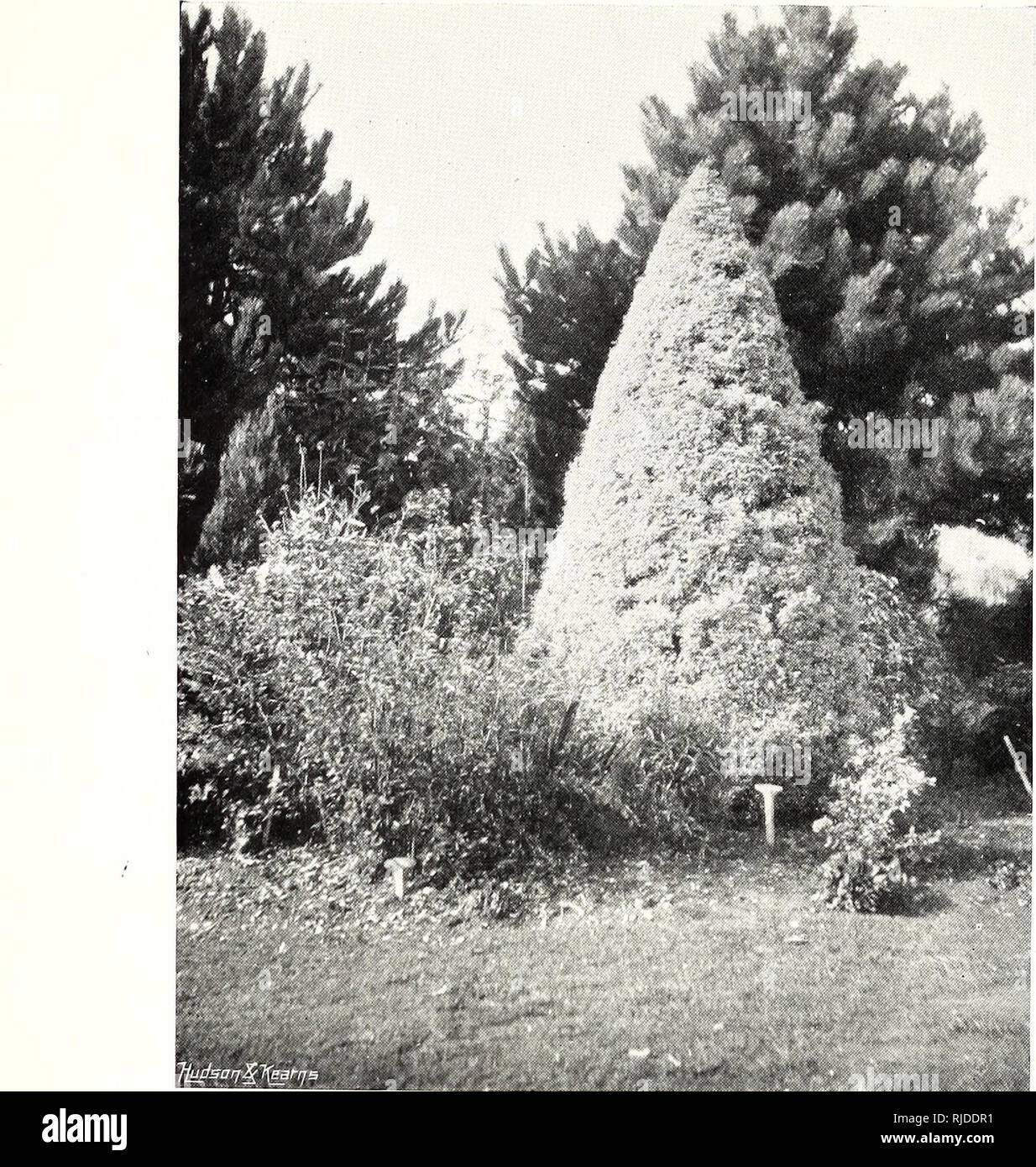 . Il secolo libro di giardinaggio; un lavoro completo per ogni amante del giardino. Il giardinaggio. 4è il secolo libro di giardinaggio. appena spostato alberi è che le loro radici sono rimaste troppo a lungo al di sopra del suolo, e che è il motivo per cui la percentuale di perdita è molto piccolo tra alberi mossi da una parte di una station wagon per un altro di tra quelli che provengono da un dis- tant vivaio. Il segreto del successo è la rimozione per ottenere le dimensioni di una pallina di terra con le radici come possibile e dove il suolo è inclinato a cadere fino al pareggio la palla in un sacchetto di stuoia mentre viene spostato. Prima di reimpianto- ing vedere che Foto Stock