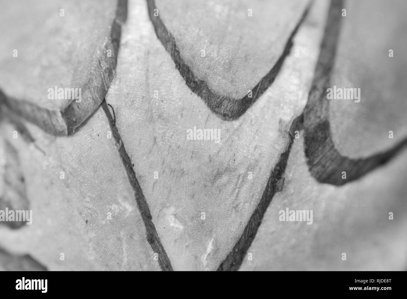Sfondo, texture, macro, pattern, naturali, materiale, marrone, closeup, sfondo, legno, design, vecchio, sfondo, chiudere testurizzati, astratta, dettaglio Foto Stock