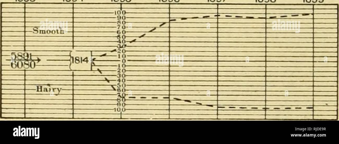 . I cereali in America. Granella. 66 DEI CEREALI IN AMERICA UNO STUDIO DI IBRIDI ARTIFICIALI. Per cento di purezza 1895 1896 1897 1898 1899 Pure Mi.Ked .... Puro . . , . 25.00 50.00 25.00 25.00 37-5 37-5 43-75 12.50 43-75 46.875 6.25 46.875 48.4375â96.9 3-125 4S.4375â96.9. Espressione grafica dei risultati di un esperimento di sviluppo da una singola pianta ibrido n. 1814 (pro- duced attraversando un impianto di Fife con uno di Stelo blu), due varietà, uno avente liscia e l'altra hairy pula. (Dopo Hays.) Dato che gli ibridi di frumento naturalmente autoimpollinare, sarebbe ex- pected che avrebbero seguono t Foto Stock