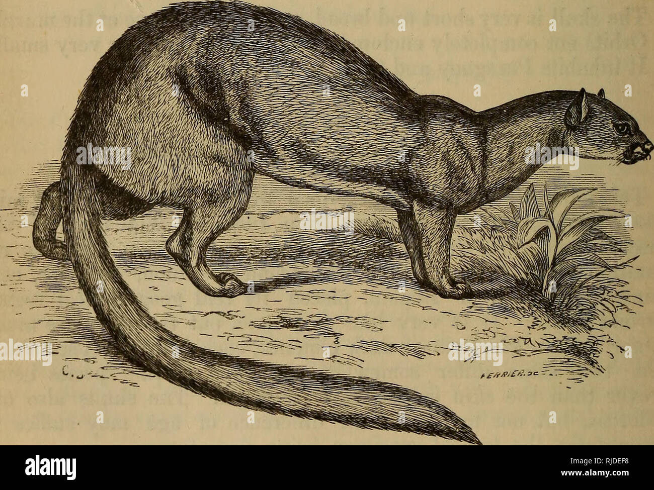 Il gatto : introduzione allo studio della backboned animali,  particolarmente mammiferi. Gatti; anatomia di confronto. 412 IL GATTO  [CHAP. XII. (23) Il yaguarondi (Felis Yaguarondi)* Il Yaguarondi è uno dei  pochi