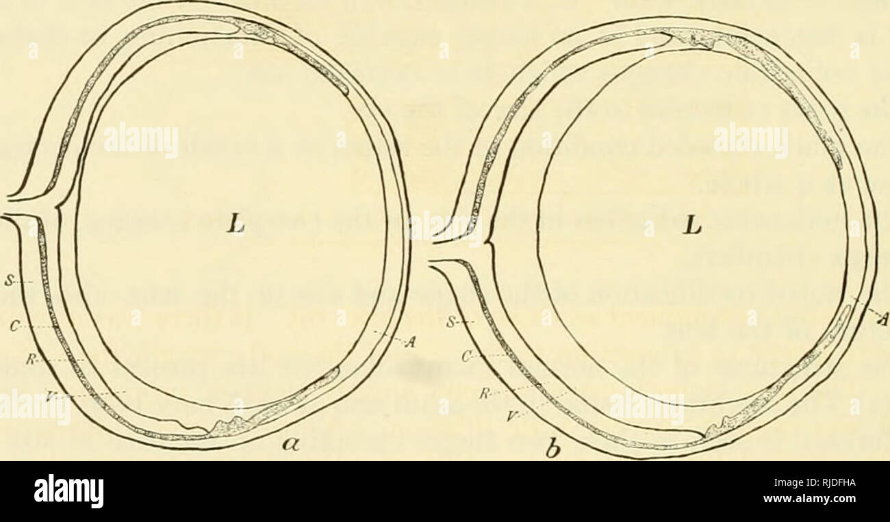 . Grotta di vertebrati di America; uno studio in evoluzione degenerativa. Animali cavernicoli; Heteropygii. 26 Ciechi vertebrati e i loro occhi. La grotta di ratto e i suoi occhi.1 la grotta di ratto, Neotoma magister, gamme a est a sud di New York e del sud di Alabama, e non è limitata a grotte. Essa vive in "scogliere, grotte e sporgenze rocciose delle montagne che scendono in pianura, dove grotte calcaree permettersi la sicurezza IT." In bianco della grotta, nei pressi di Mammoth Cave, Kentucky, ha i suoi nidi vicino all'ingresso, nella regione di crepuscolo. In Mammoth Cave ho trovato nella cupola mammut, e si verifica anche più lontano Foto Stock