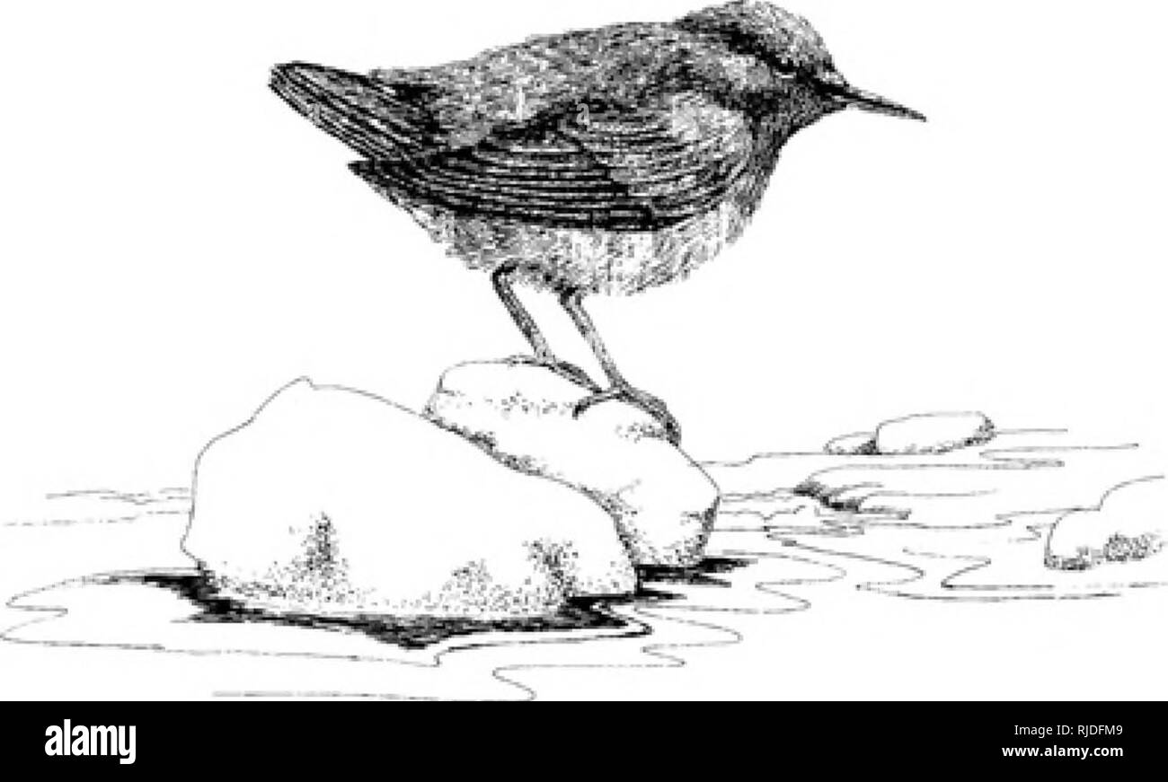 . La necessità per il flusso vegetò tamponi [risorsa elettronica] : che cosa fa la scienza dire? . La creazione di zone tampone (gestione degli ecosistemi); qualità dell'acqua; Habitat (ecologia); Stream ecologia; ecologia ripariali. Raccomandazioni scientifiche sul flusso di Sizeof Vegetò buffer necessari per proteggere la fauna selvatica e di habitat per la flora e la fauna e le raccomandazioni da parte degli autori di questi articoli di rivista sono riportati nella Tabella I. Al fine di comprendere meglio le conclusioni cui si è giunti sopra la tabella II riassume le informazioni scientifiche per varie specie di fauna selvatica e gruppi di specie trovato in Montana. Inoltre, Appen- diK I cona Foto Stock