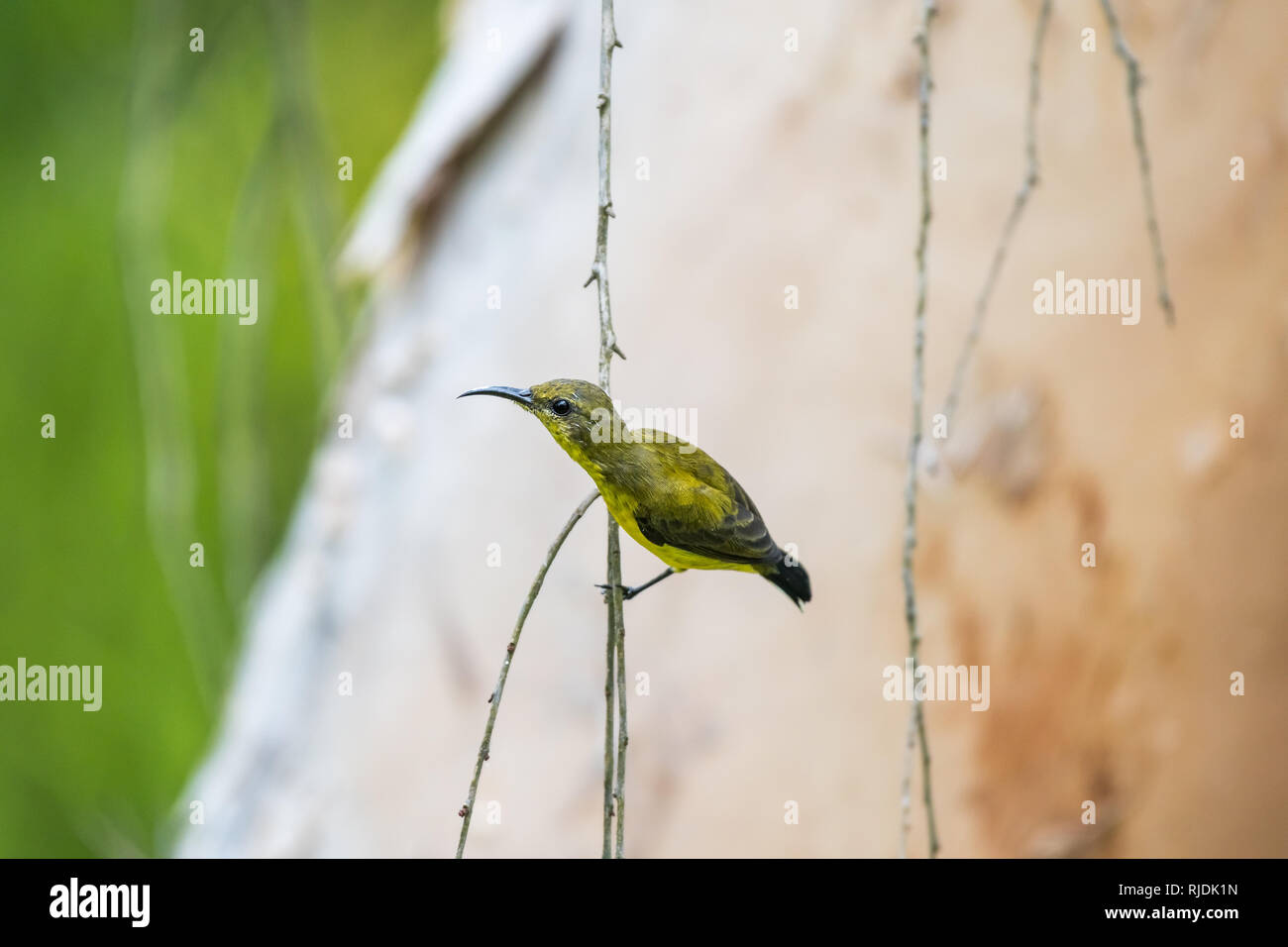 Oliva-backed Sunbird [Cinnyris jugularis], femmina Foto Stock