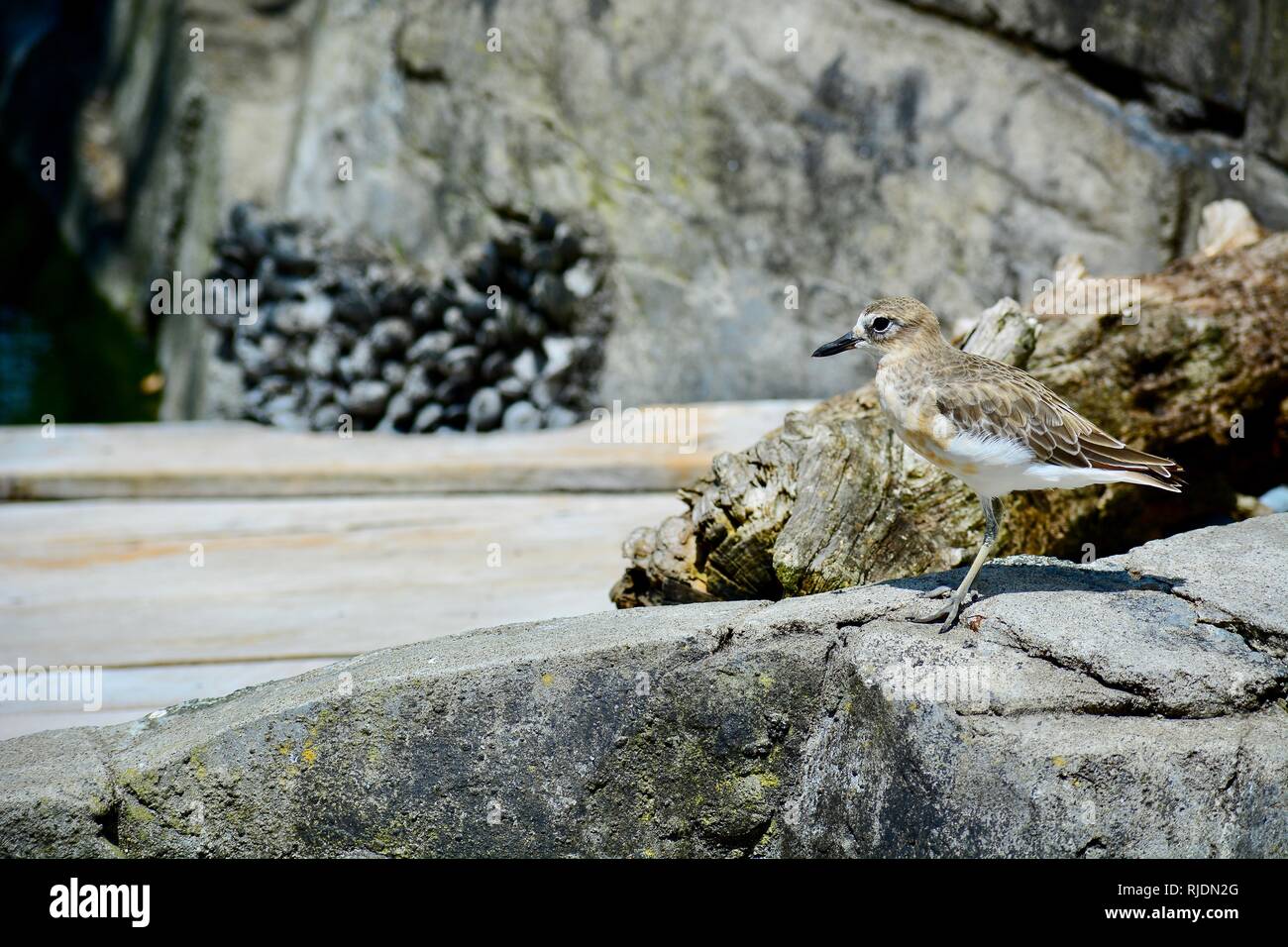 Un vicino la foto di una nuova zelanda uccelli nativi beccaccia o tuturiwhatu in ambiente naturale. A rischio di estinzione in Nuova Zelanda dotterel una volta era molto diffusa. Foto Stock