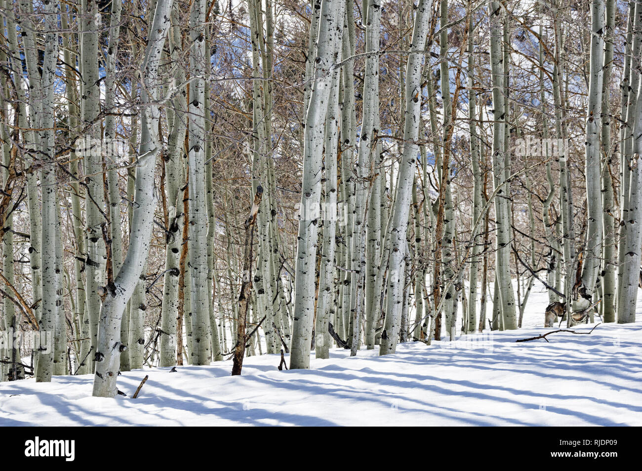 Aspen tronchi di alberi in inverno in una luminosa giornata di sole con neve sul terreno Foto Stock