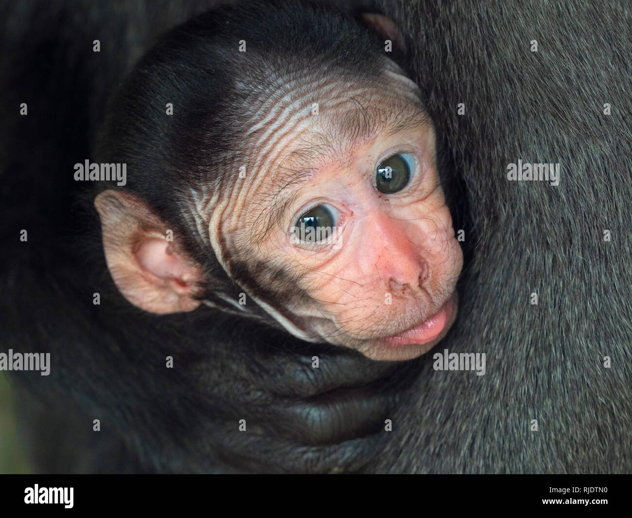 Celebes crested macaque Macaca nigra noto anche come crested macaco nero con mesi di età giovane. Foto Stock