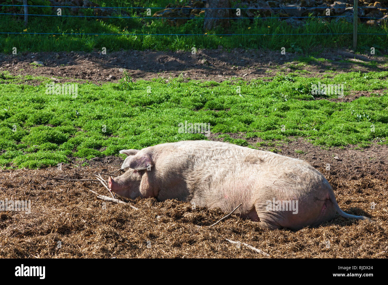 I suini che sono godendo il fango Foto Stock