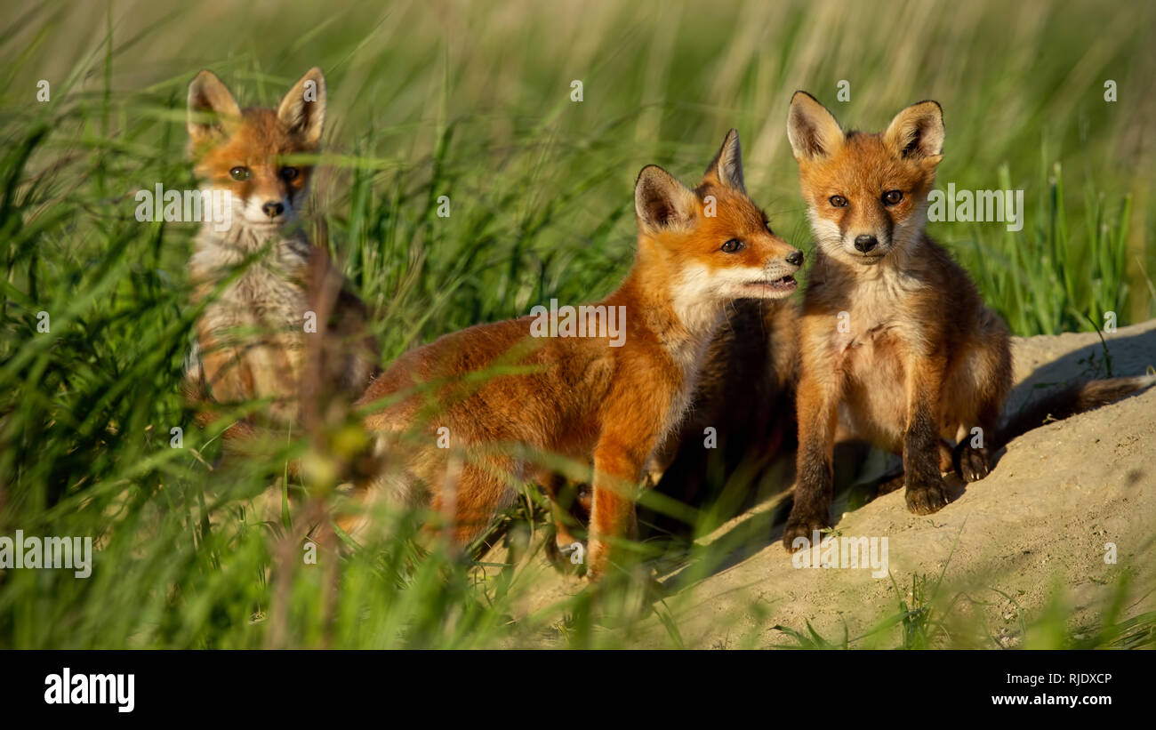 Red Fox piccoli cuccioli di giovani vicino a den curiosamente guardando intorno Foto Stock