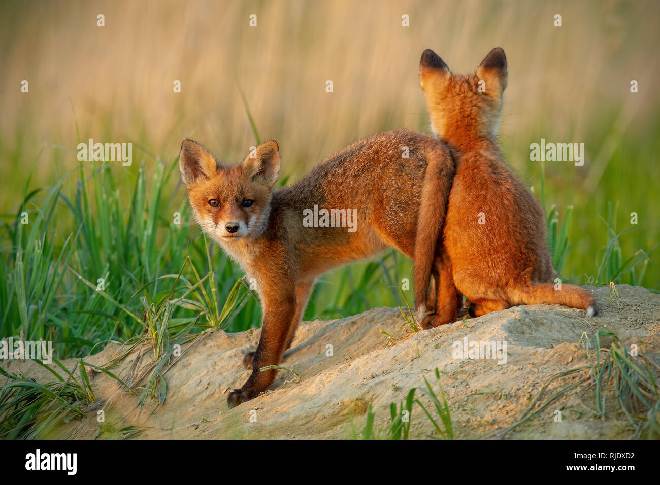 Red Fox piccoli cuccioli di giovani vicino a den giocando Foto Stock