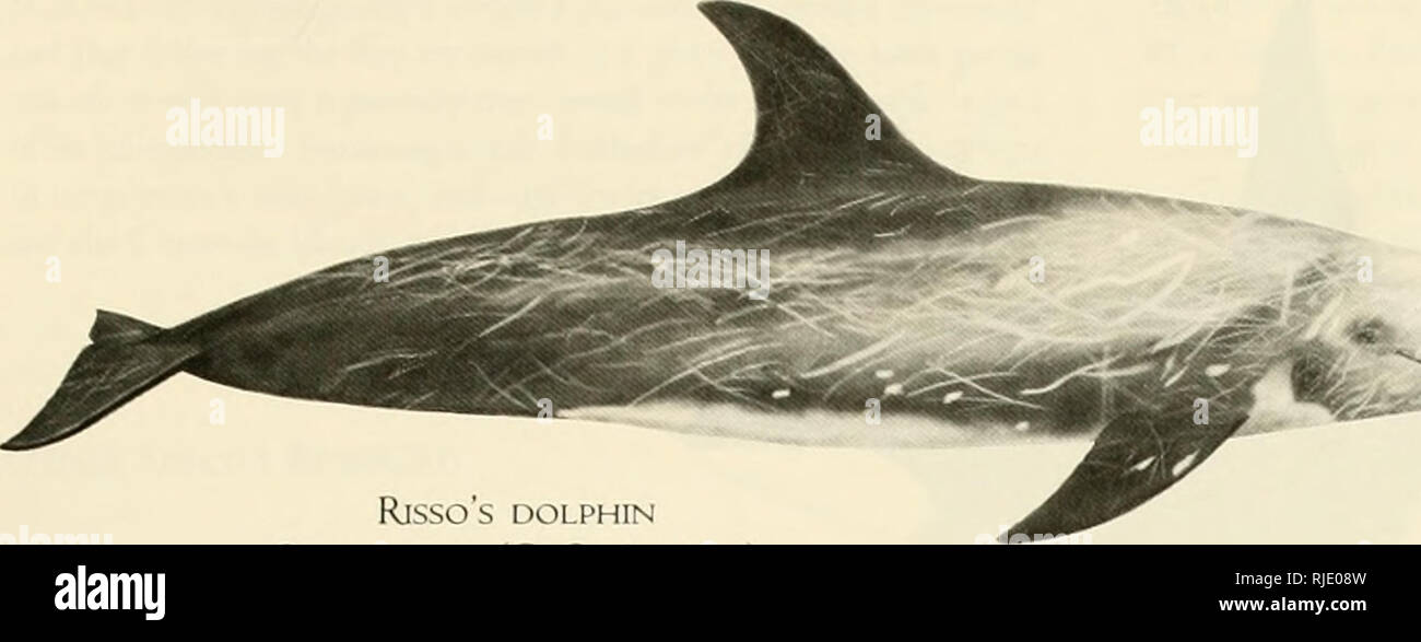 . Cetacei delle Channel Islands National Marine Sanctuary. Cetacea; mammiferi. RiSSO DOLPHIN Crumpus ^riesus (G. Cuvier, 1812) La cosmopolita Risso s dolphin, noto anche come grampus, è stato poco studiato ovunque. Nella parte orientale di Paciric è noto che si verificano da come lontano nord come latitudine 55 49 N nel Golfo ot Alaska e come catrame sud come centro Cile. Essa sembra essere principalmente un tropicale a metà-temperato specie pelagiche, che si verificano costantemente relativamente lontano offshore (oltre i 100 fathom curva). Risso i delfini appaiono al momento di verificarsi vearround in acque offshore da circa centra Foto Stock