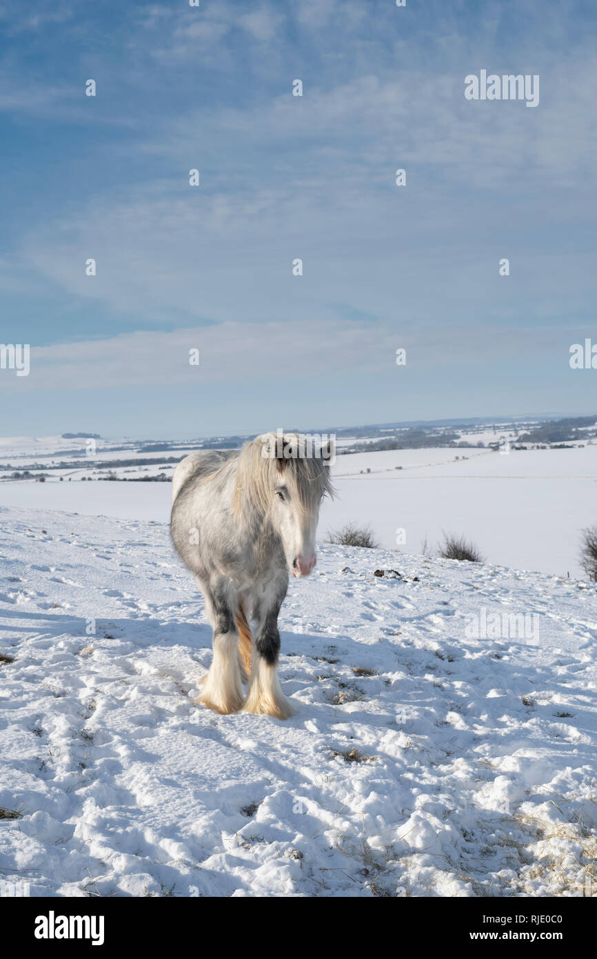 Grigio argenteo cavallo bianco nella neve su Hackpen hill. Wiltshire, Inghilterra Foto Stock