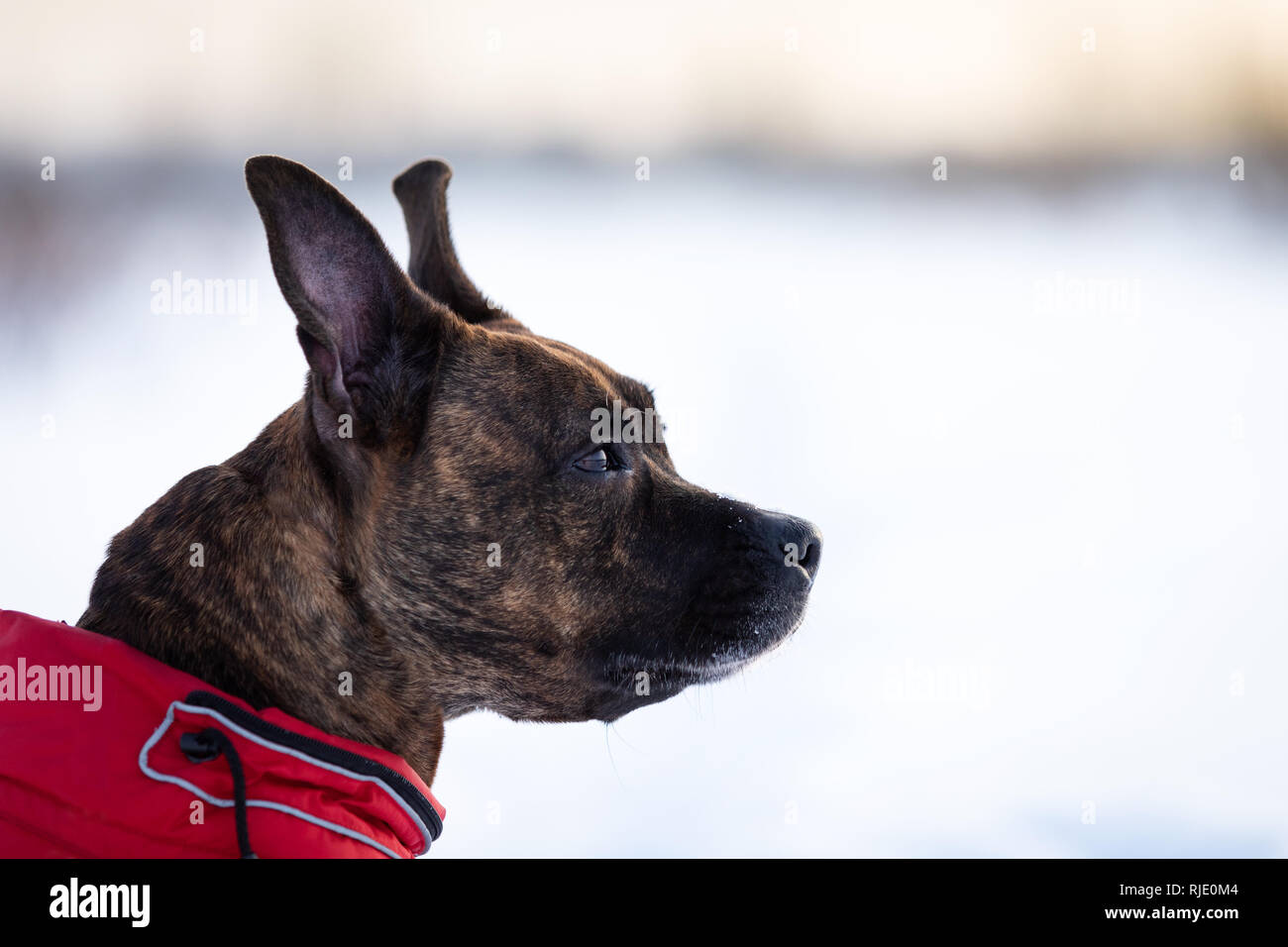 Tiger american staffordshire terrier con non orecchie passeggiate all'aperto in inverno Foto Stock