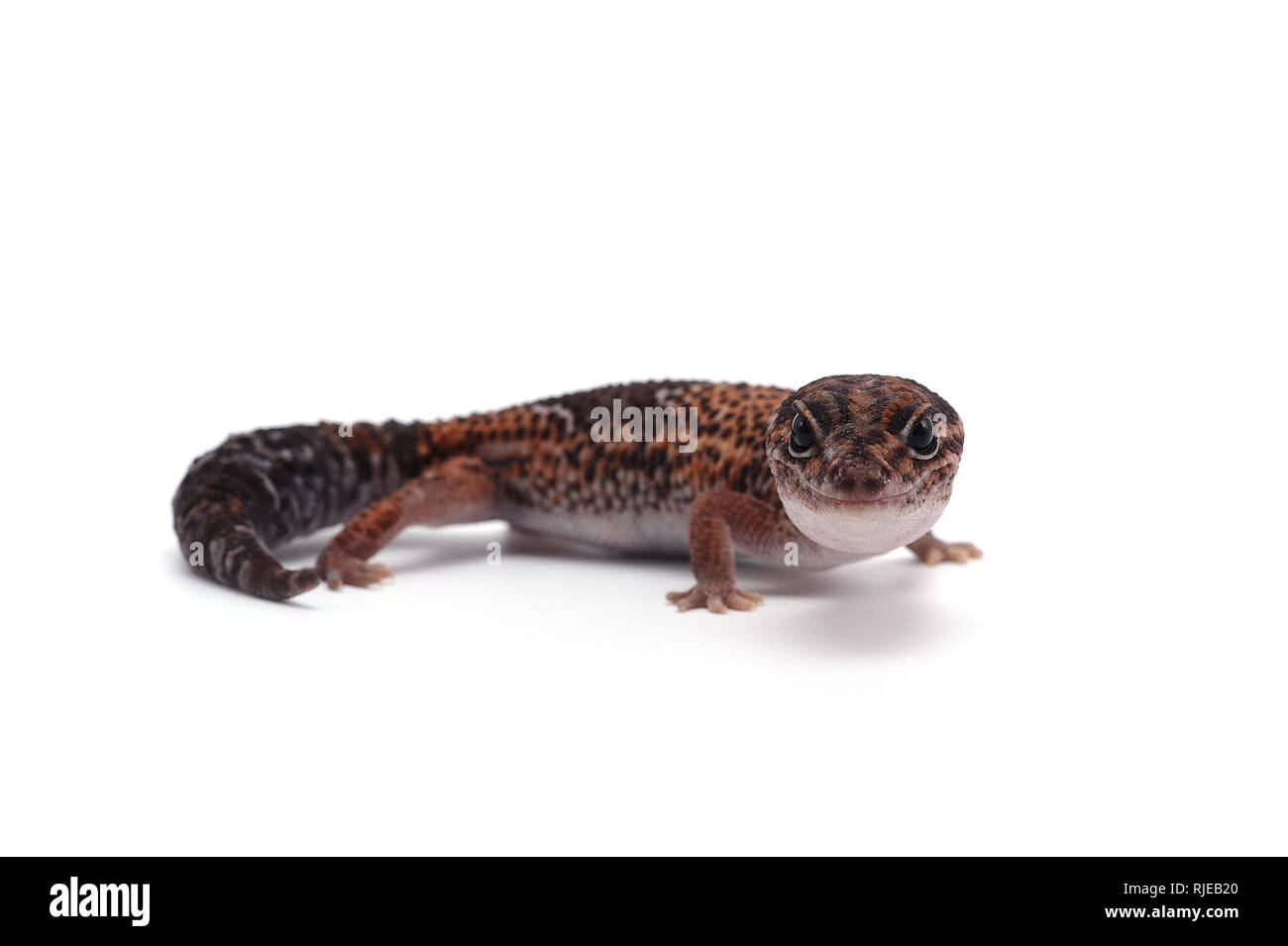 African la coda grassa gecko isolati su sfondo bianco Foto Stock