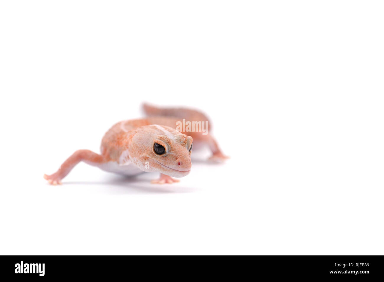 African la coda grassa gecko isolati su sfondo bianco Foto Stock