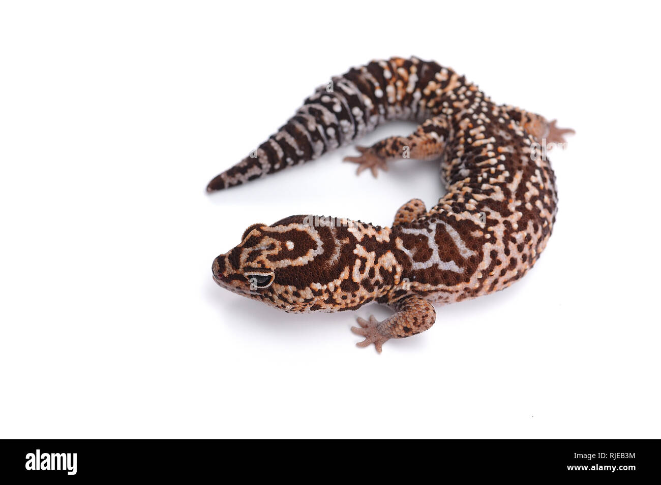 African la coda grassa gecko isolati su sfondo bianco Foto Stock