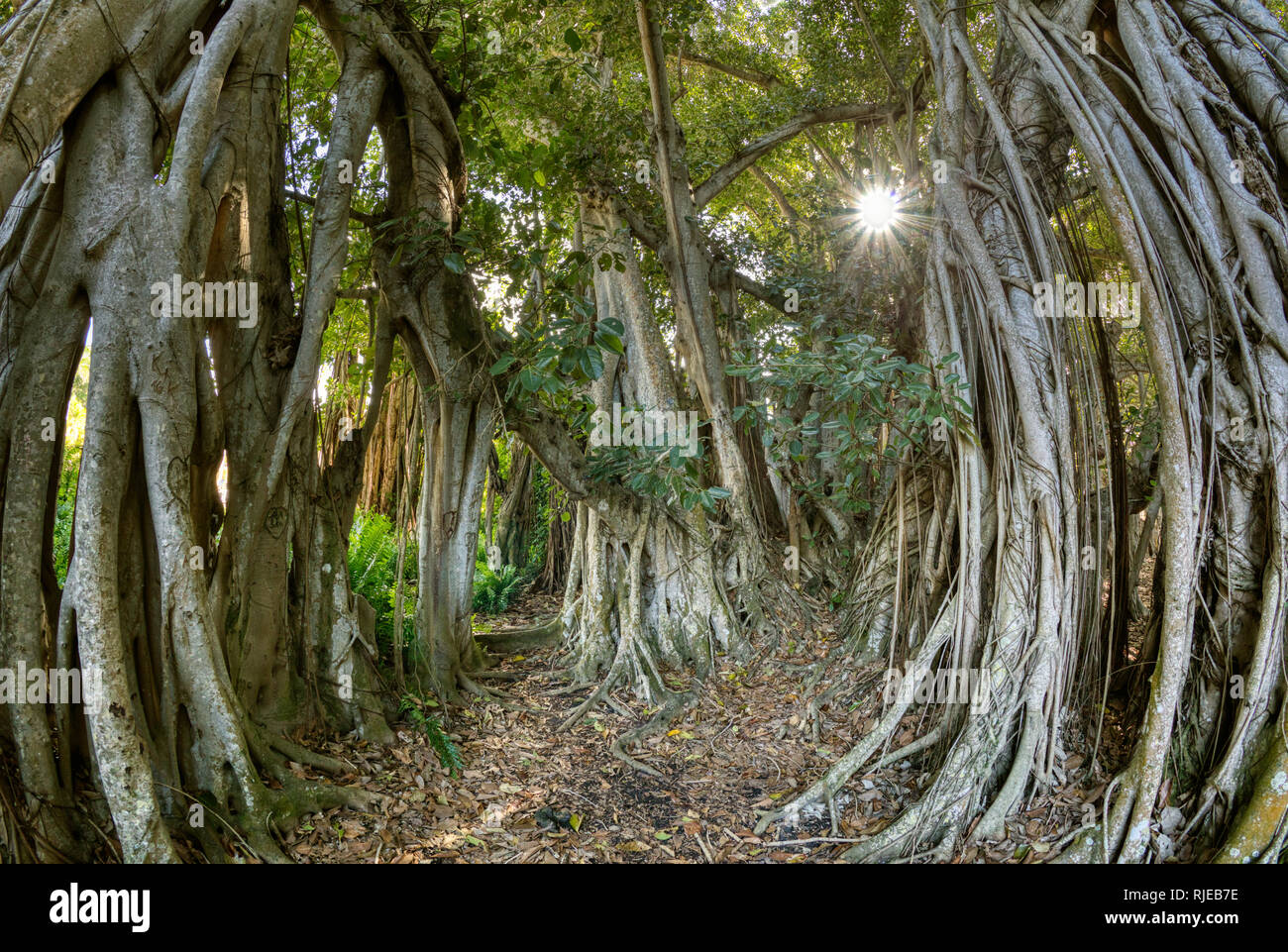 Obiettivo Fisheye vista degli alberi Banyon (Ficus benghalensis) presso il Museo Ringling in Sarasota Florida Foto Stock