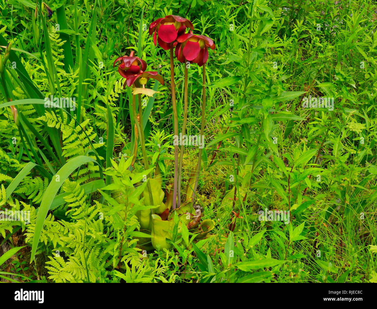 Pianta brocca, giardini selvatici di Acadia, Parco Nazionale di Acadia, Maine, Stati Uniti d'America Foto Stock