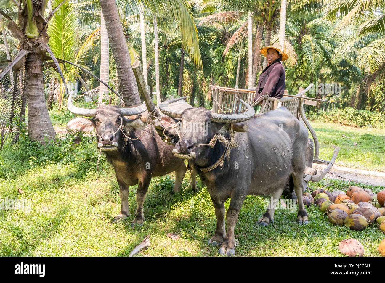 Chumphon, Tailandia - 26 Gennaio 2019: Raccolta di noci di cocco in un carrello di giovenco. I metodi tradizionali sono ancora utilizzati nelle zone rurali della Thailandia Foto Stock
