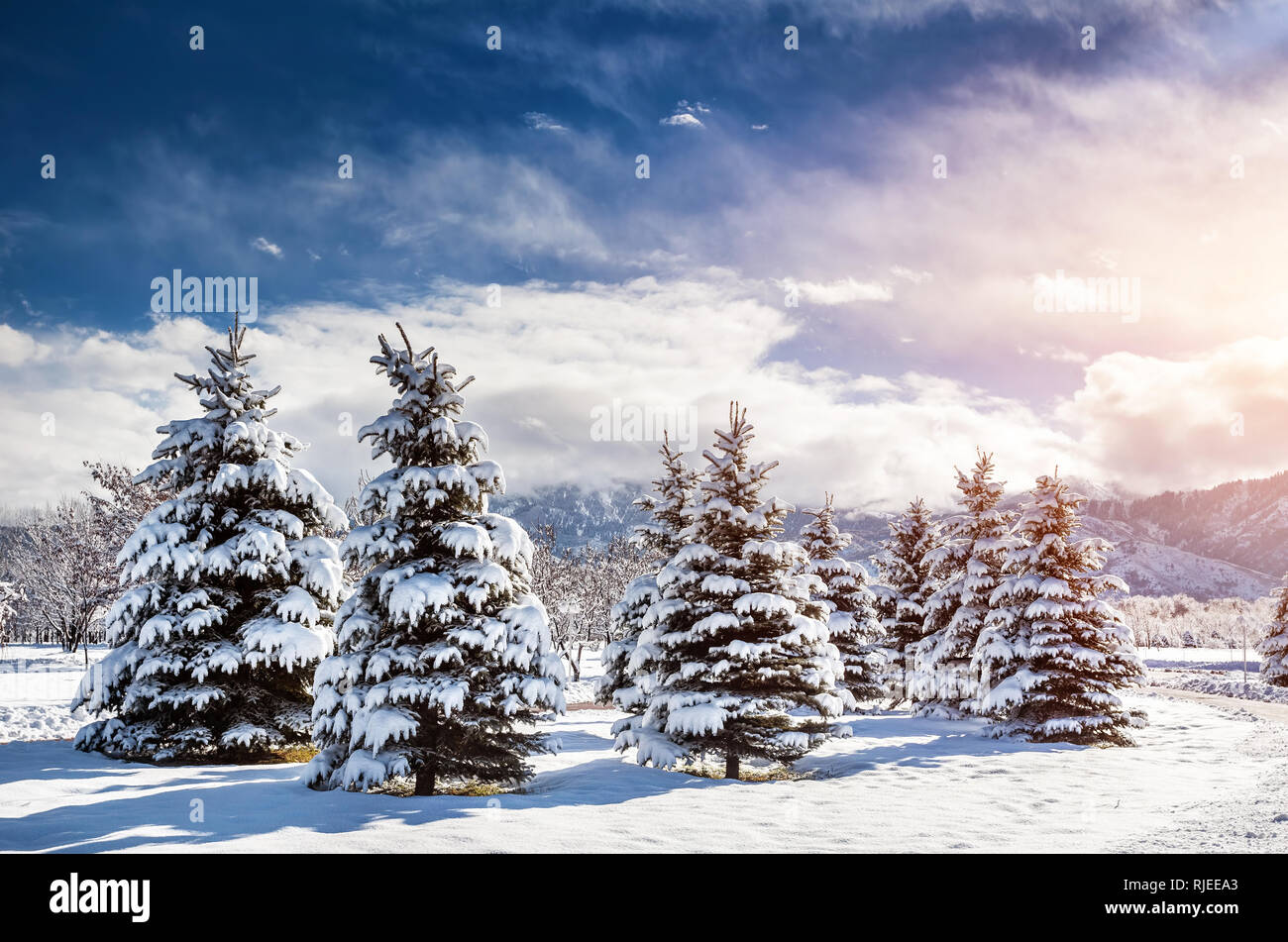 Paesaggio montano invernale di pineta con tanta neve al cielo viola Foto Stock