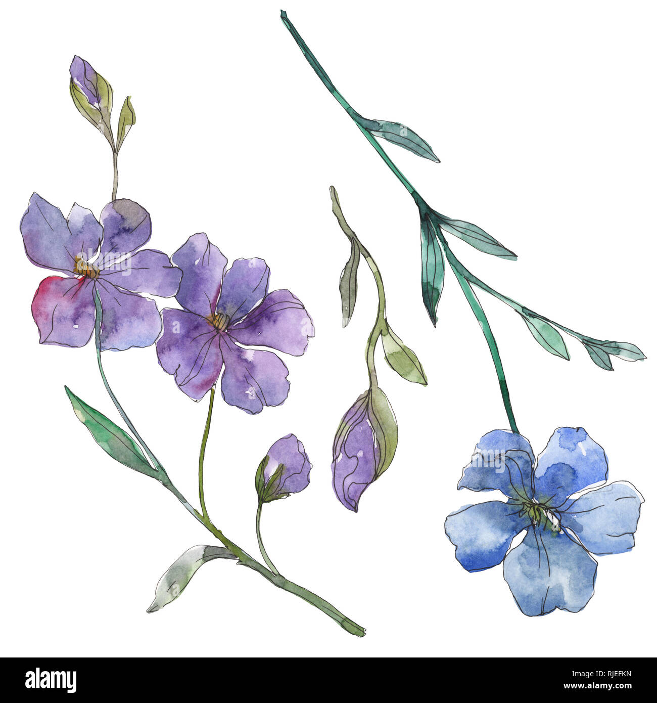 Blu E Viola Il Lino Floreale Di Fiori Botanica Wild Molla A Balestra Di Fiori Selvaggi Isolati Acquerello Illustrazione Dello Sfondo Impostato Disegno Ad Acquerello Fashio Foto Stock Alamy