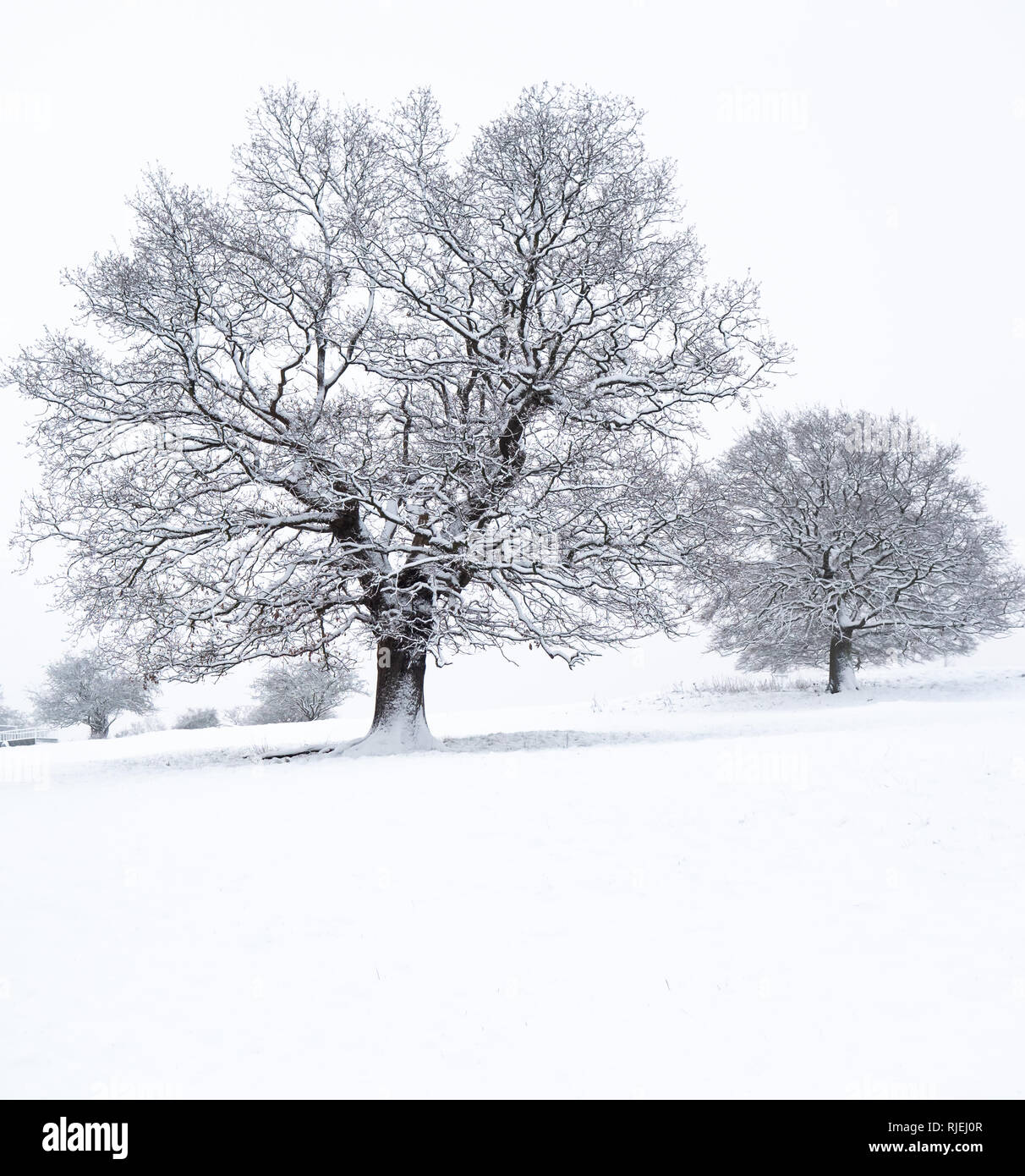 Alberi coperti sulla neve dopo la nevicata nel gennaio 2019, CHESHIRE REGNO UNITO Foto Stock