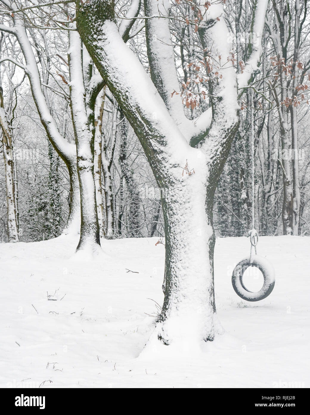 Childs tire swing avente da albero, ricoperta di neve, Cheshire, Regno Unito Foto Stock