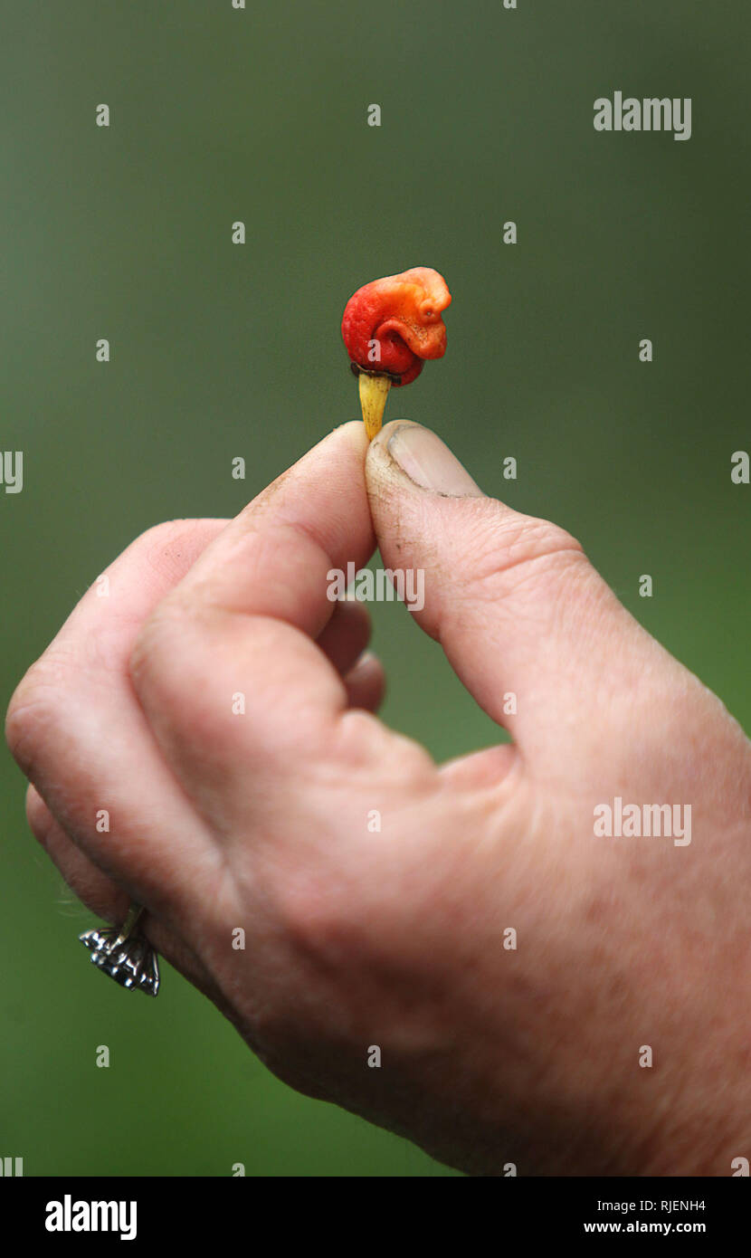 Mike Smith proprietario di Tom Smith di piante in St Asaph è cresciuto i mondi più calde di peperoncino denominato 'Dragons soffio". Esso misura 2,48 milioni sul Scoville scala di calore. Mike saranno esposti anche piante in questo anni Chelsea Flower Show. Nella foto: Mike precedenti si può vedere il volto del drago gallese in chili, martedì 16 maggio 2017. Il mondo più calde di peperoncino - così ardente che potrebbe uccidere qualcuno che lo mangia - è stato creato nel Galles del Nord. Ma hobby coltivatore Mike Smith il record di un interruttore automatico è stato sviluppato per essere utilizzato come un anestetico perché i suoi oli sono così potenti che possono intorpidire la pelle. Esso measu Foto Stock