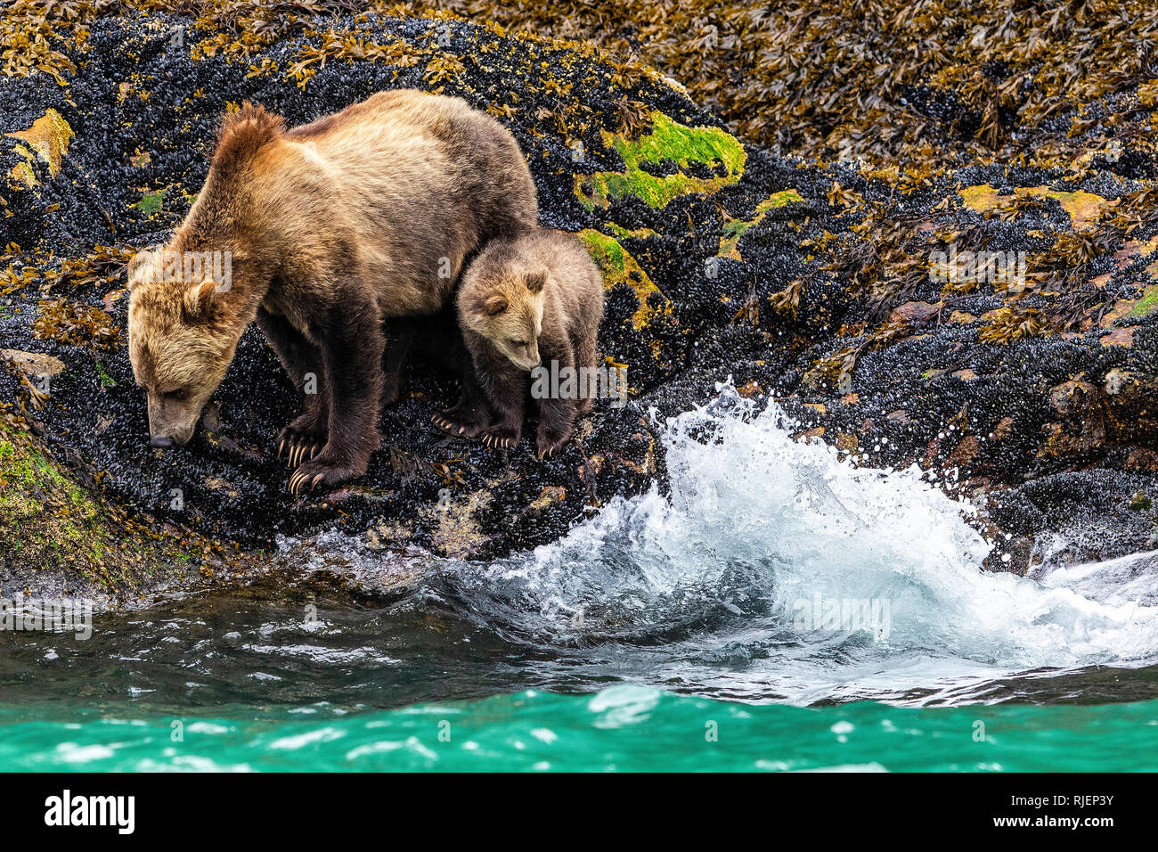 Piccolo bimbo cub a razze a onda lungo il cavaliere del litorale di ingresso mentre assaporerete mitili blu durante la bassa marea, British Columbia, Canada. Foto Stock