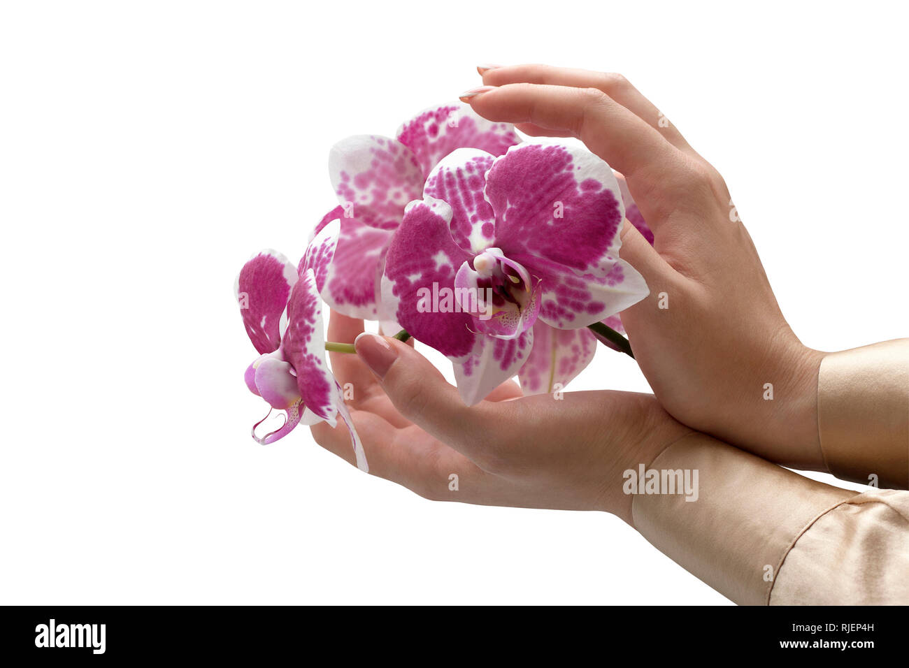 Donna elegante con le mani di fiori di orchidea. Arte della moda Ritratto di giovane donna isolato su bianco Foto Stock