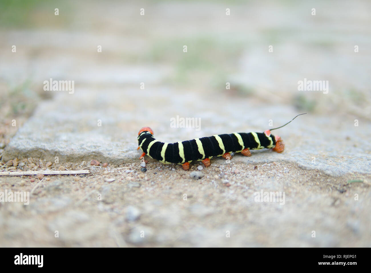 Un colorato caterpillar. Foto Stock