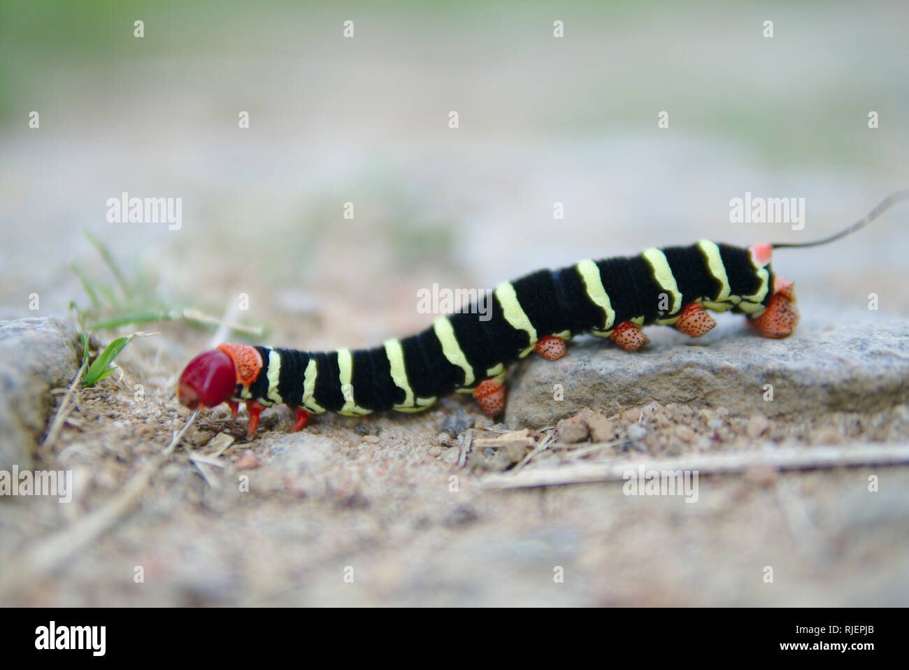Un colorato caterpillar. Foto Stock