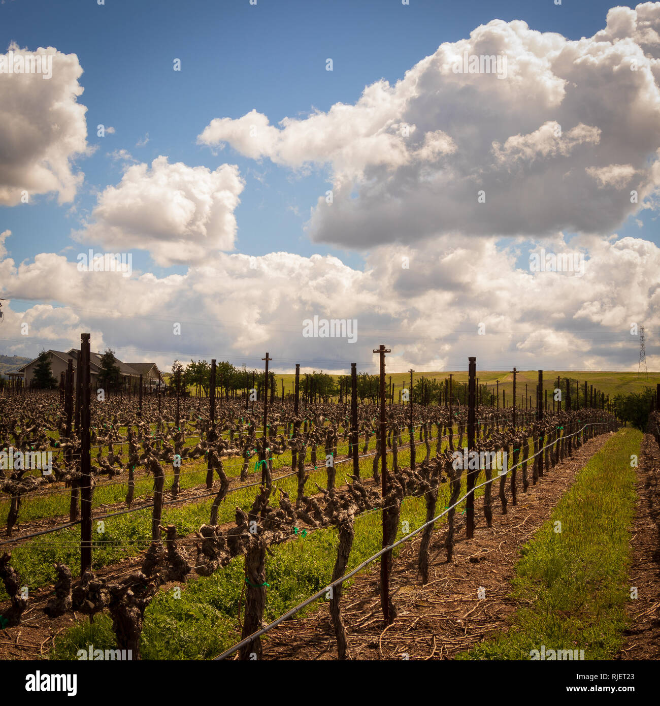 Filari di viti in corrispondenza di di un vigneto in California vicino Livermore. Rottura sole attraverso le nuvole. Foto Stock