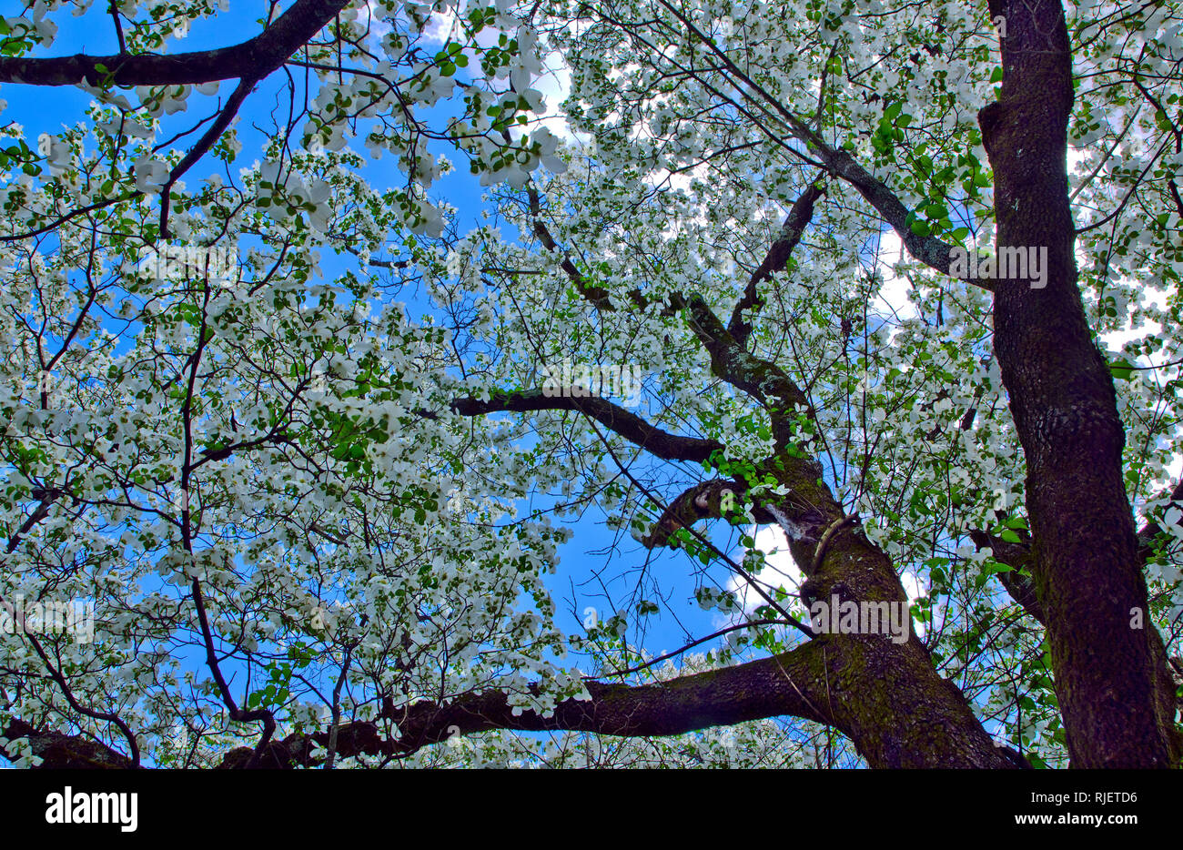 Una montagna di alloro fiorisce in Corinto, Mississippi. Alloro di montagna, un albero di fioritura, nativo di orientale degli Stati Uniti Foto Stock