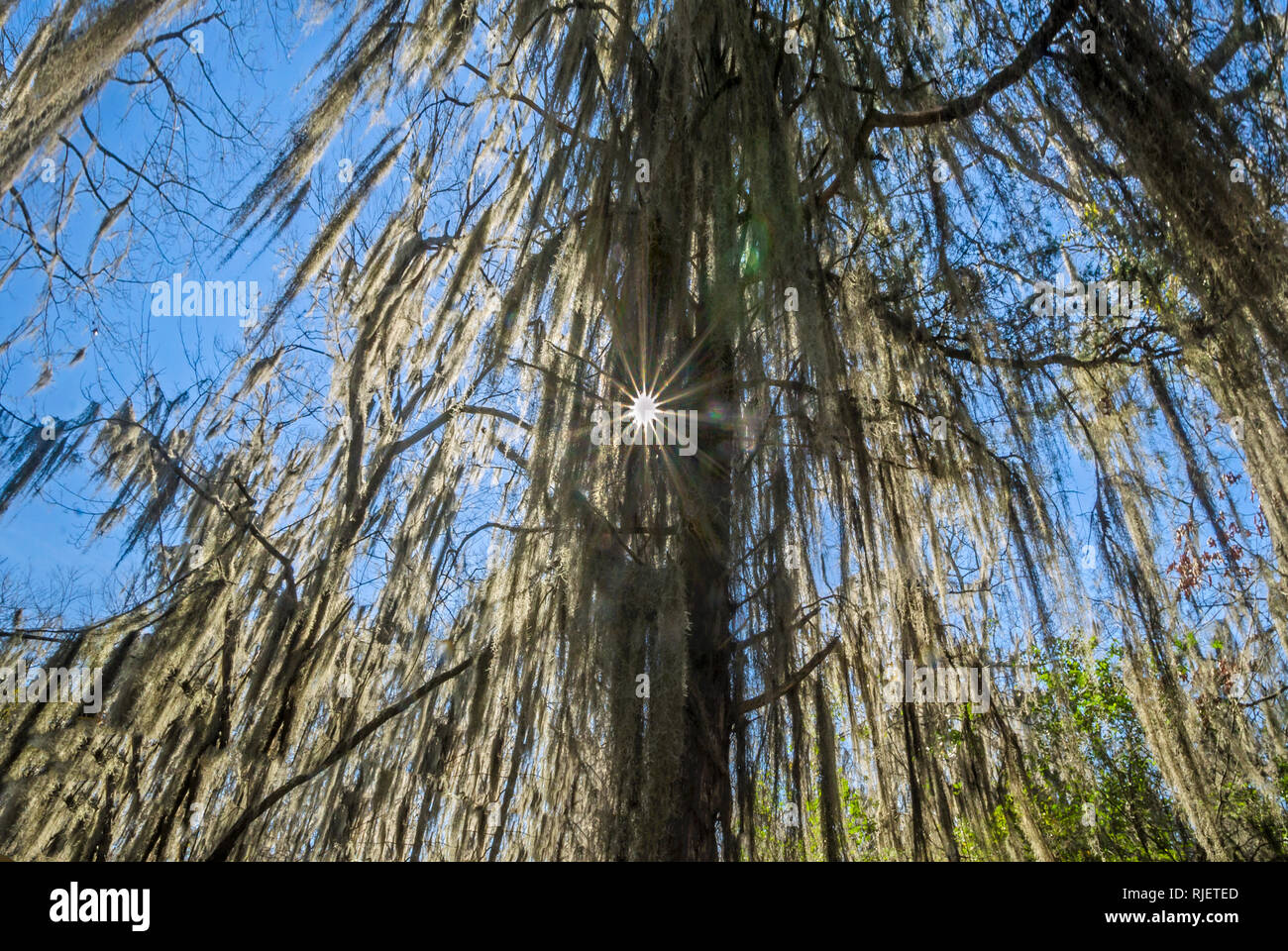 Muschio spagnolo è appeso a un albero sul Mangum Avenue, 6 febbraio 2015 in Selma, Alabama. Muschio spagnolo (Tillandsia usneoides) tende a crescere in climi umidi. Foto Stock