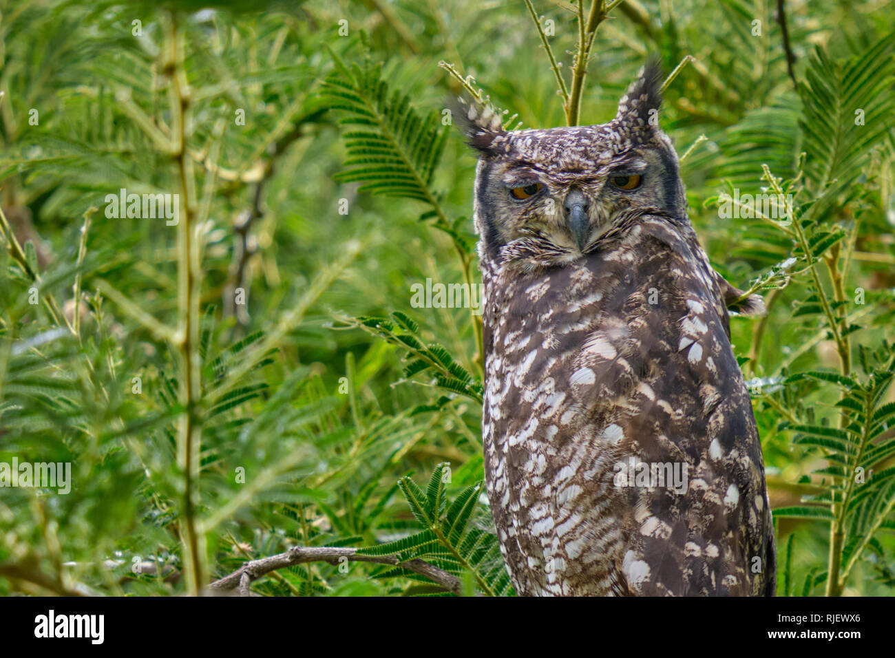 Ritratto di macchiato il Gufo reale con gli occhi aperti a metà, in appoggio nella struttura ad albero, contro una foglia verde, sfondo Foto Stock