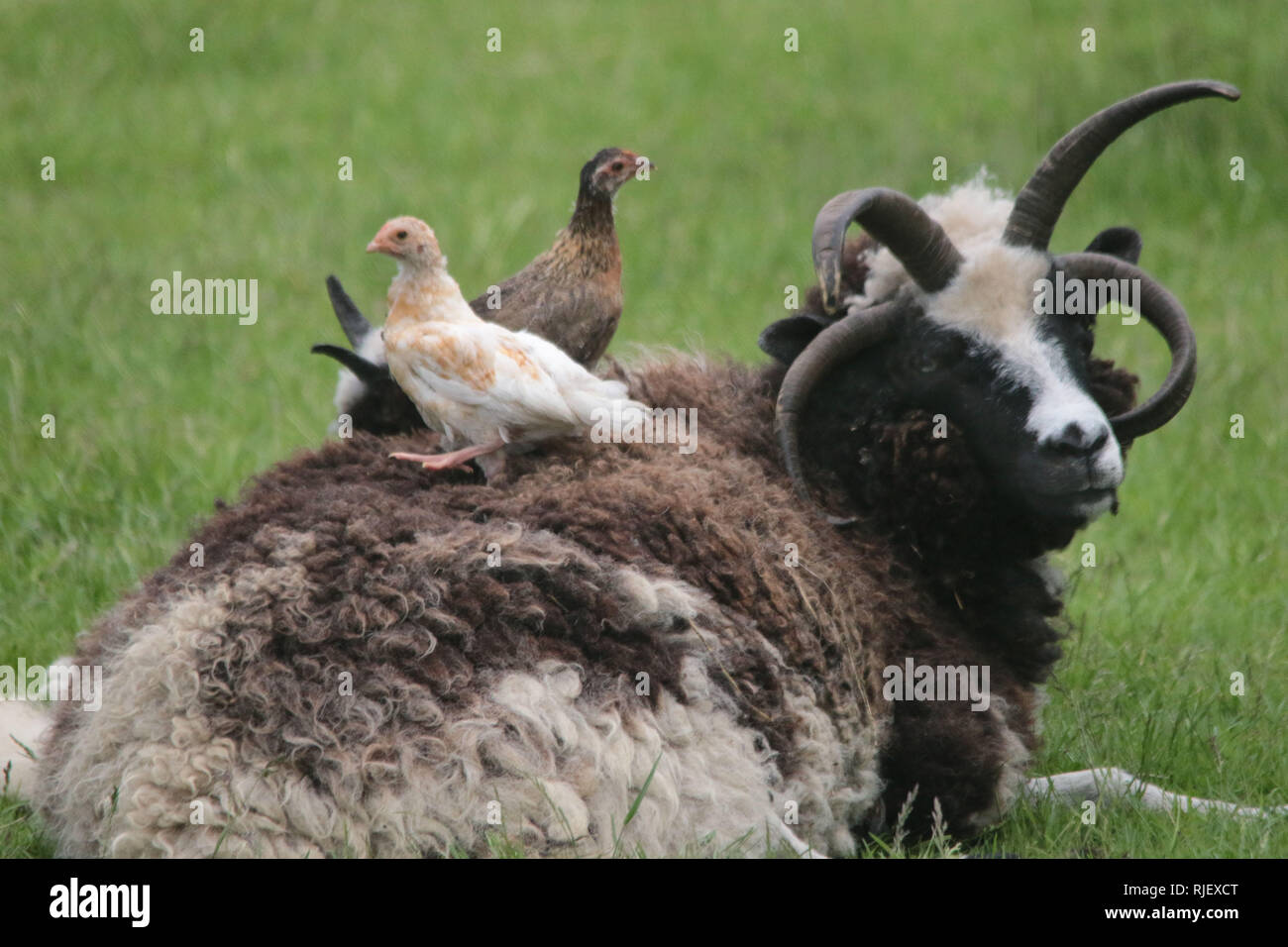 I polli in appoggio sulla lana di pecora cornuta Foto Stock