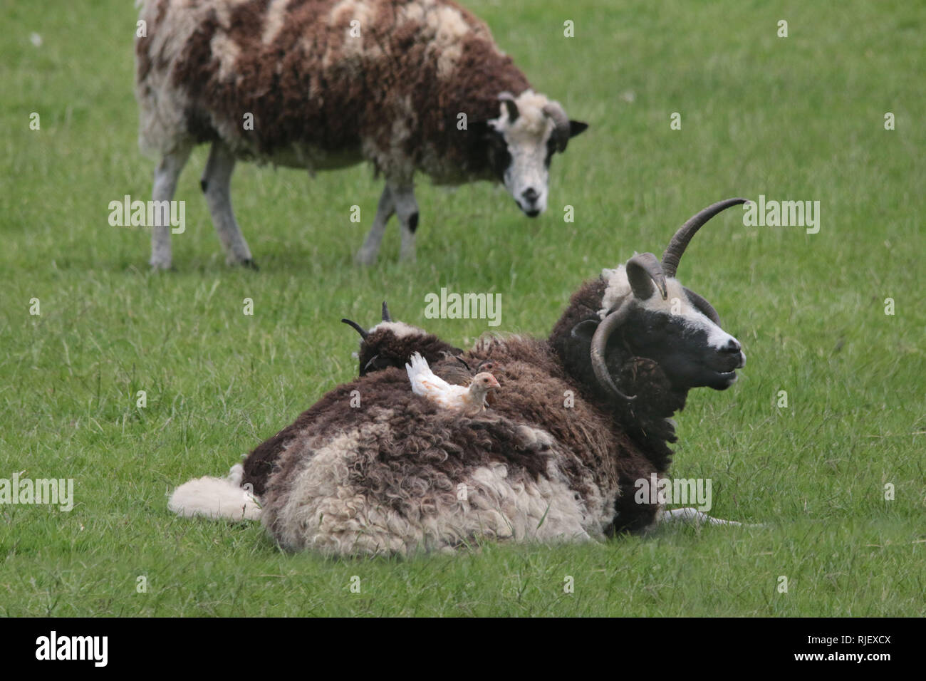 I polli in appoggio sulla lana di pecora cornuta Foto Stock
