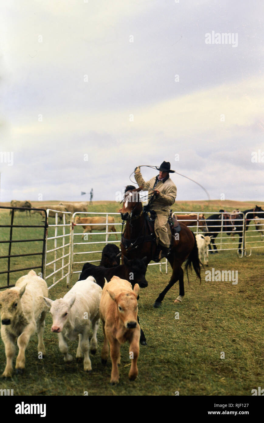 Cowboy su un Nebraska ranch roping un vitello durante la primavera il branding Foto Stock