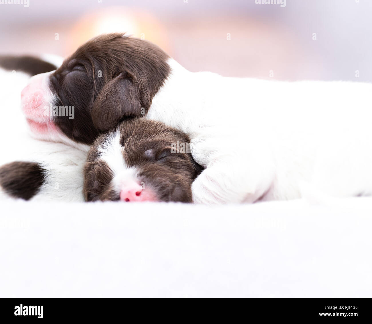 vendo cuccioli di springer spaniel
